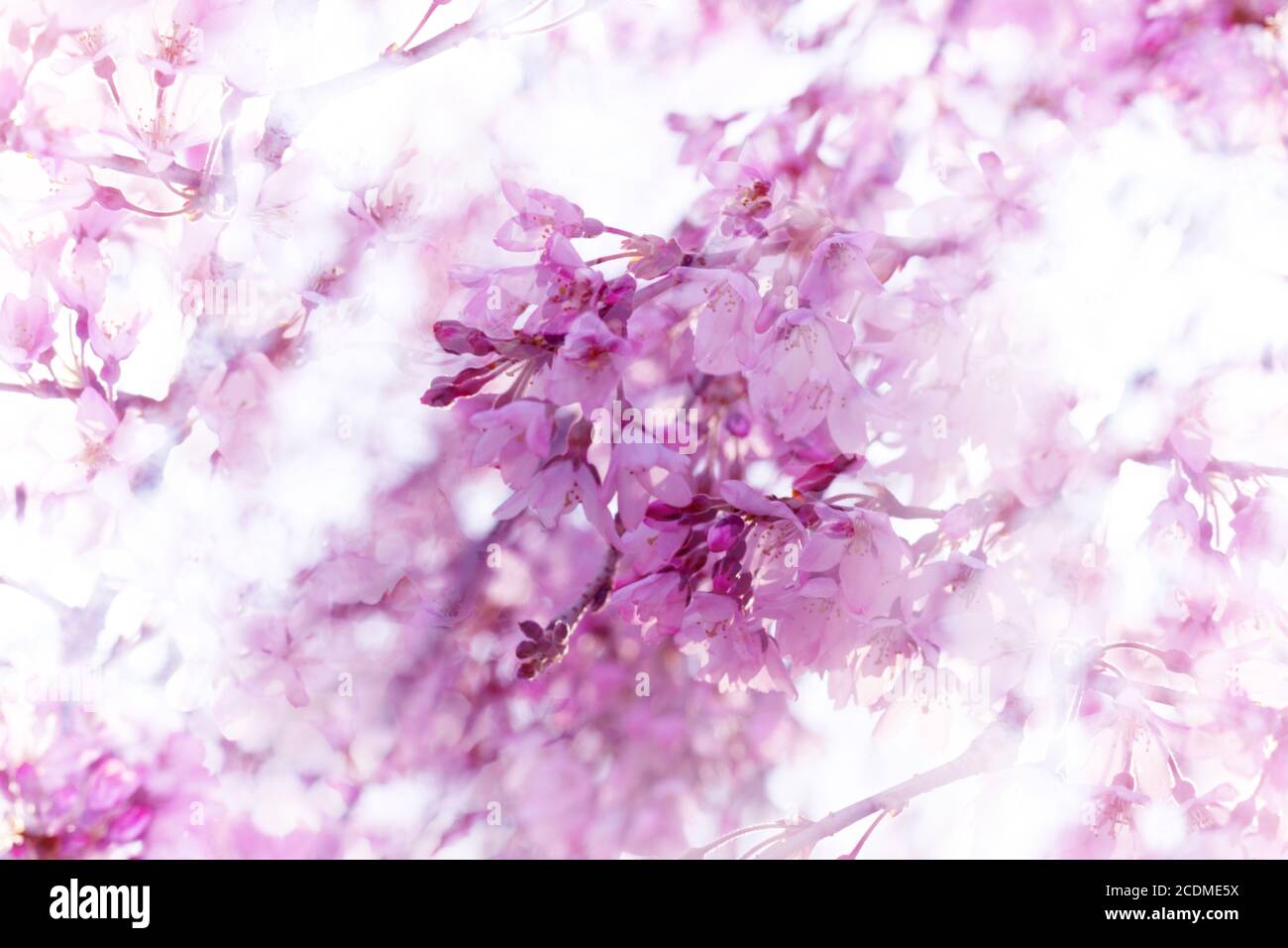 Fantasy Foto Illustration von weinenden Kirschblüten wtih verträumt, diffuse Überzüge in rosa und weiß Stockfoto