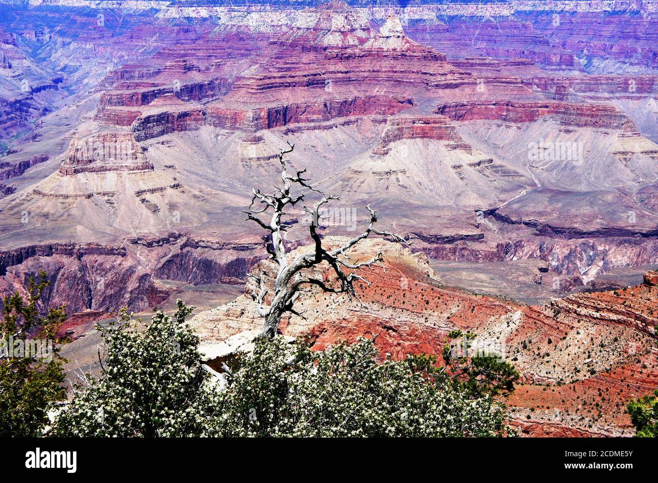 Grand Canyon National Park, Arizona, USA. Unheimlich helle Farben der Landschaft. Tolles Naturdenkmal. Atemberaubende Aussicht auf den Südrand. Geologisches Wunder. Stockfoto