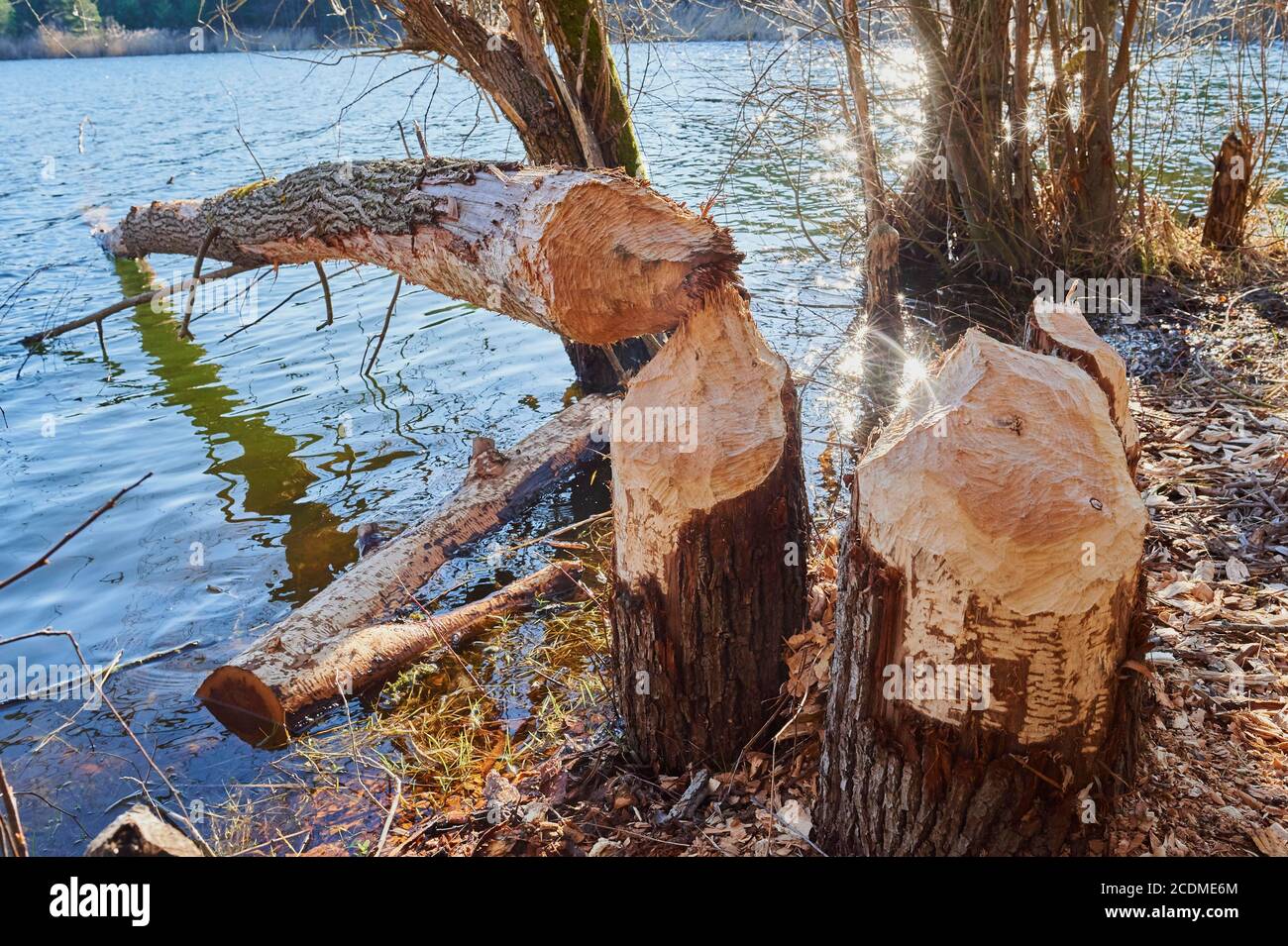 Biberschaden, gefällter Baumstamm am Ufer, Jaegersee, Franken, Bayern, Deutschland Stockfoto