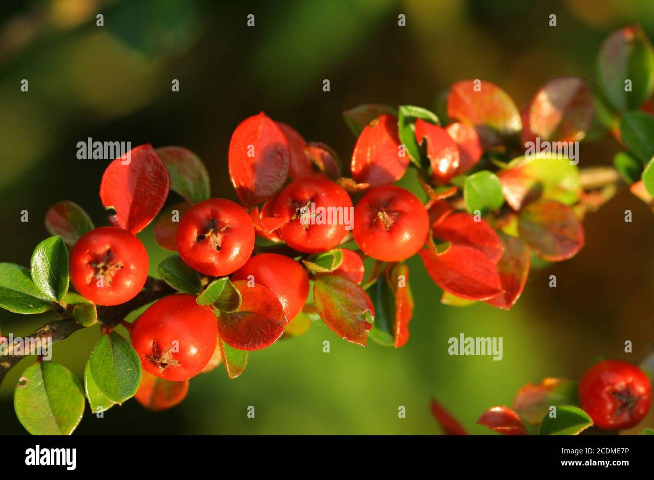Zwergmispel horizontalis Stockfoto