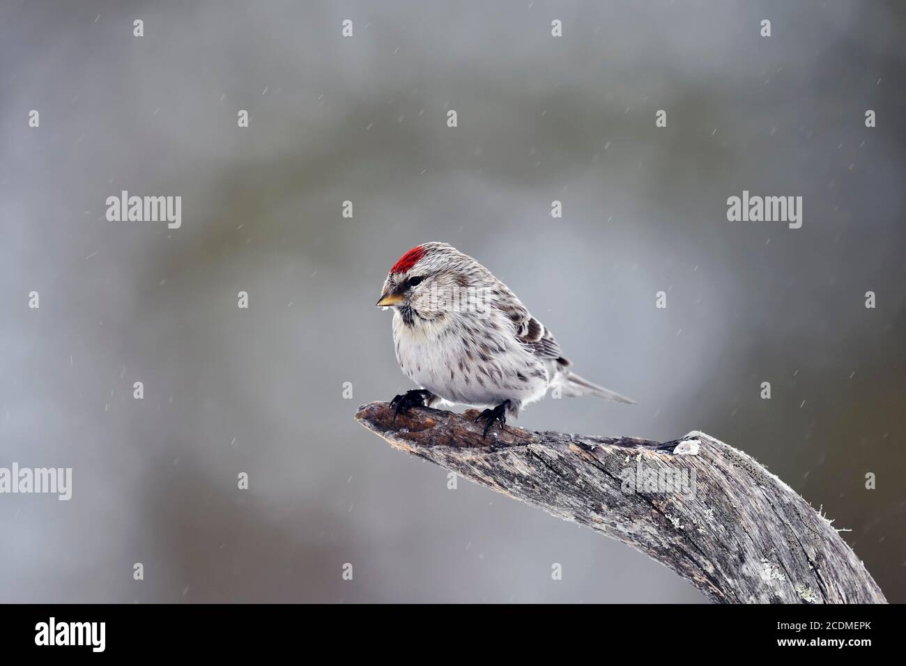 Rotkellchen (Carduelis flammea ), weiblich, herrliches Kleid, am Ast stehend, Schneefall, Nordfinnland, Finnland Stockfoto