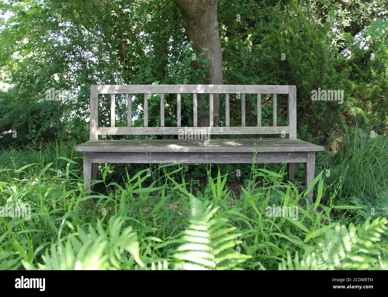 Verwitterte Holzbank zwischen üppigen Pflanzen, Karl-Foerster-Garten, Potsdam, Brandenburg, Deutschland Stockfoto