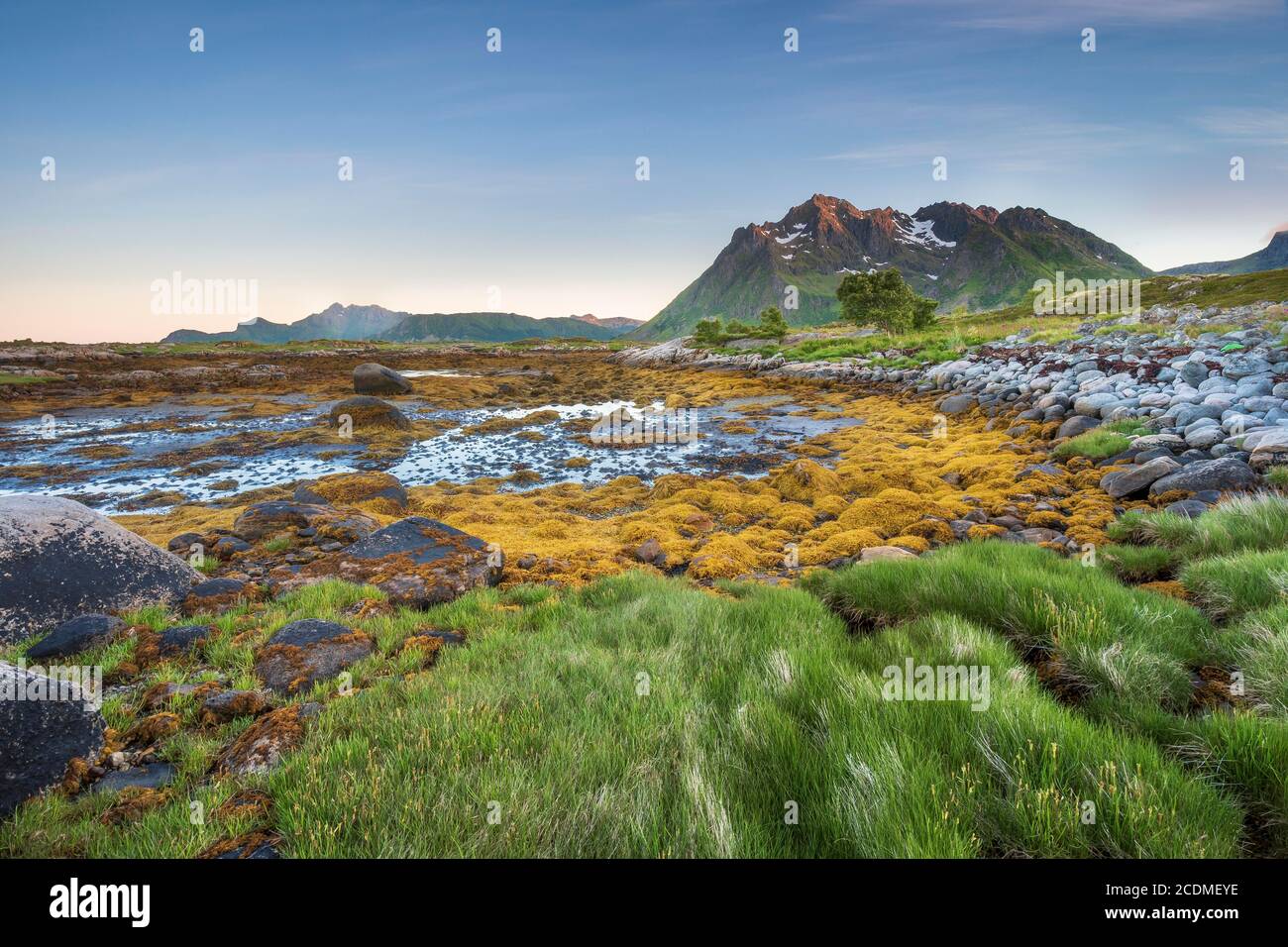 Felsküste mit Gras und Algen, hinter Lofoten Berge, Valberg, Lofoten, Nordland, Norwegen Stockfoto
