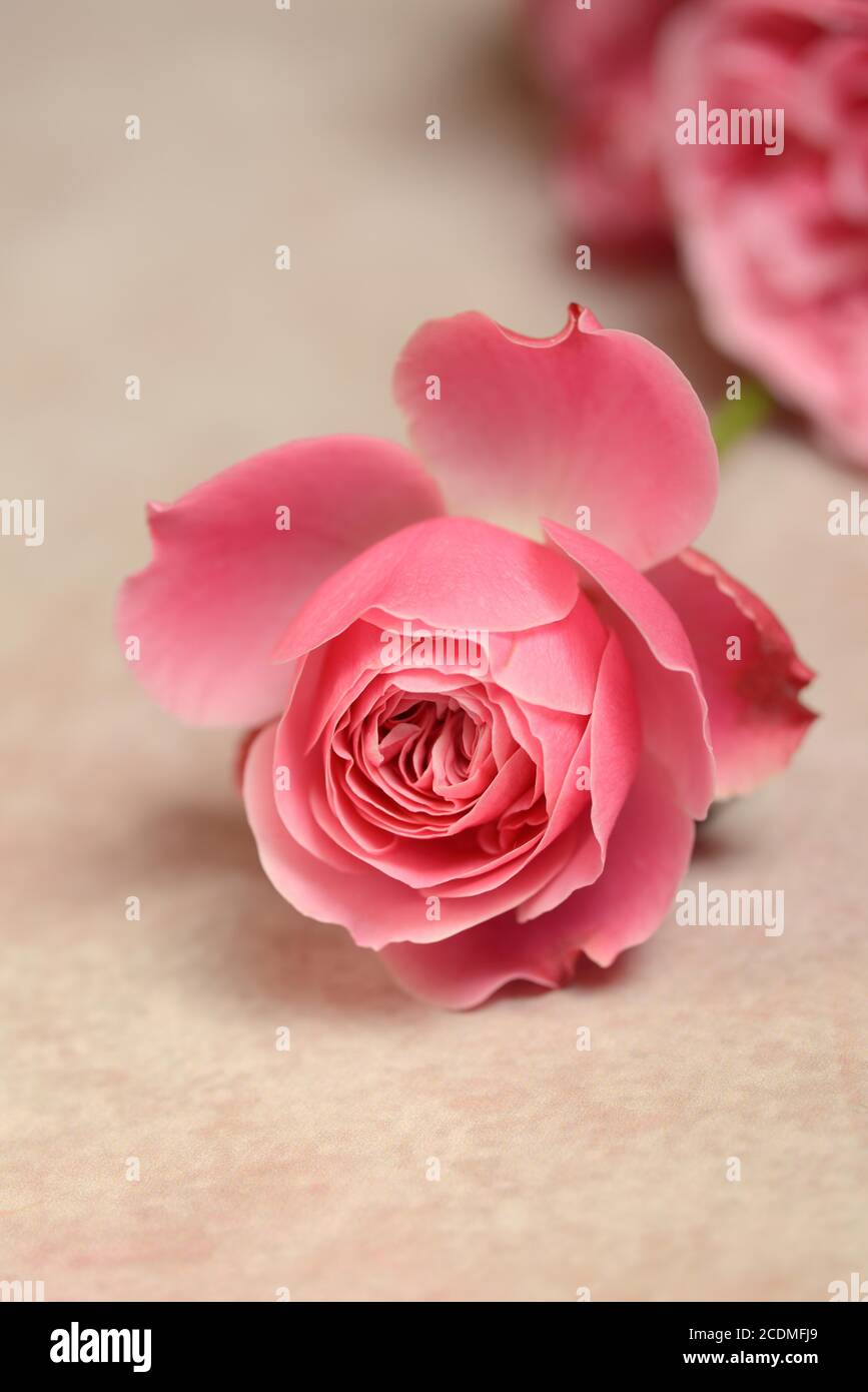 Rosa Rosenblüte auf hellem Hintergrund, Deutschland Stockfoto