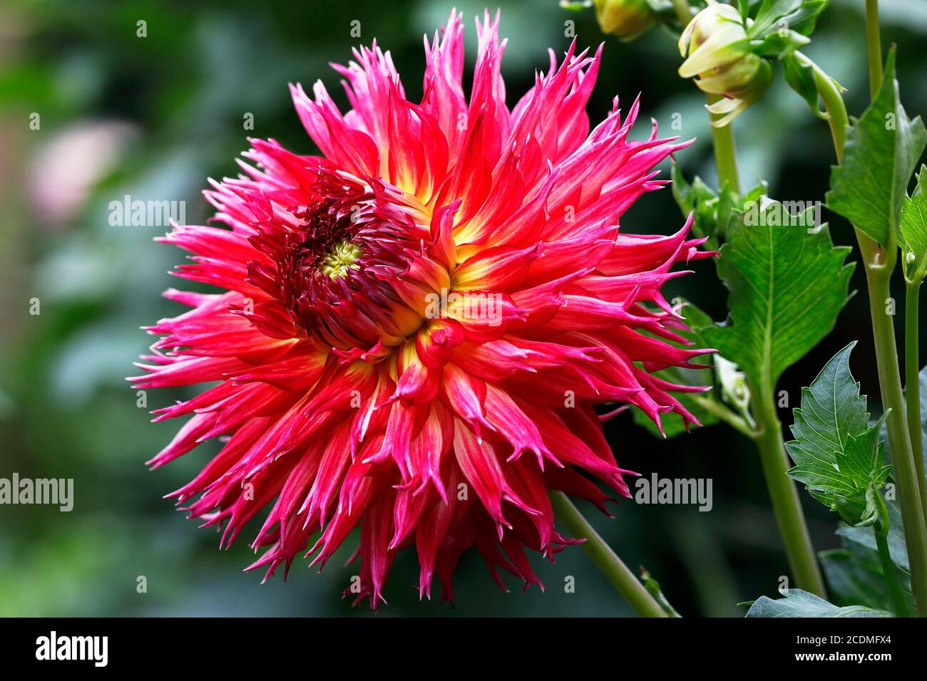 Hirschgeweih Dahlia Sorte Coriolla Furiosa (Dahlia Sorte Coriolla Furiosa), Blume, Deutschland Stockfoto