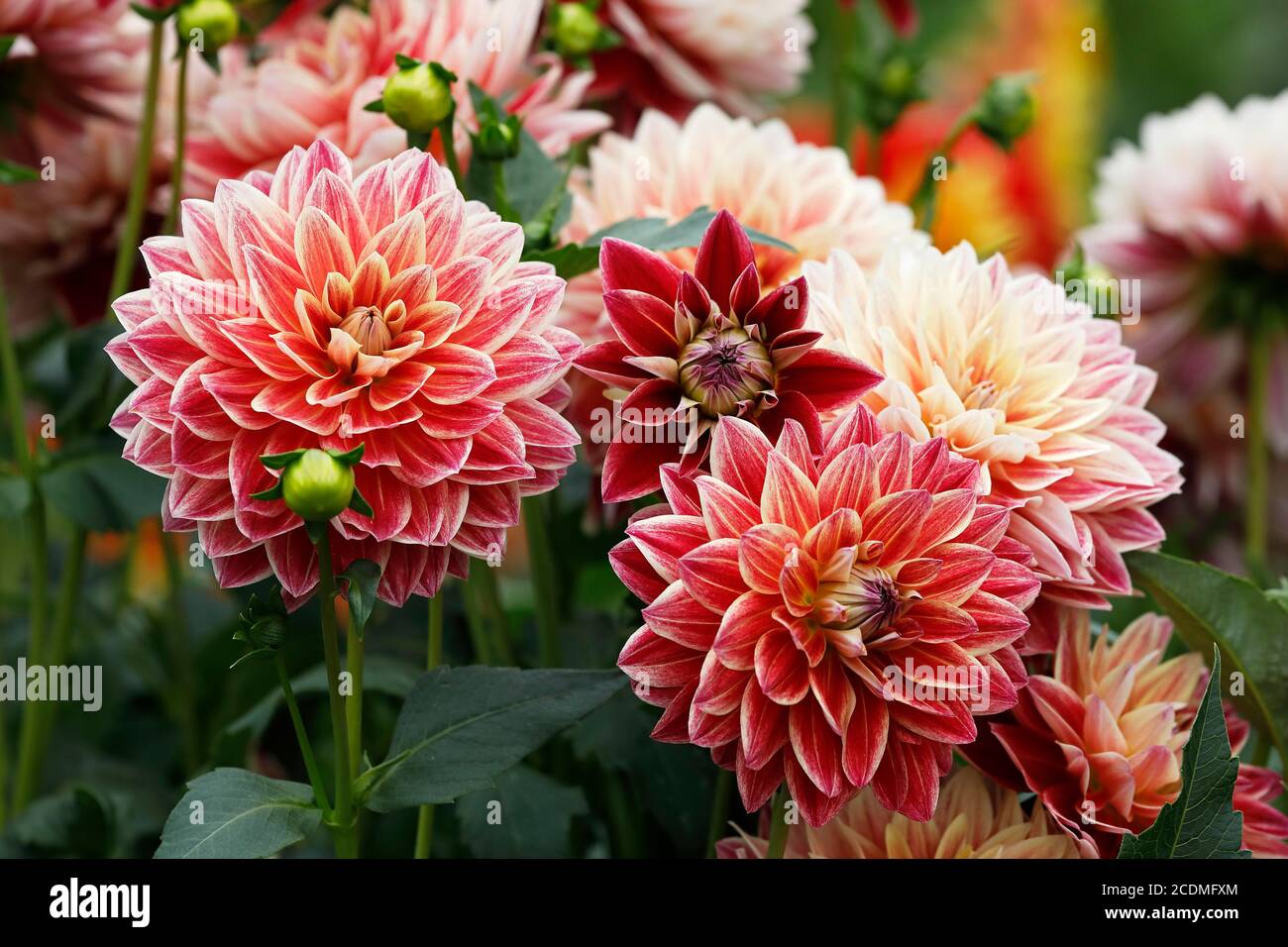 Dekorative Dahlie-Sorte Bettina Tietjen (Dahlia-Sorte Bettina Tietjen), Blume, Deutschland Stockfoto