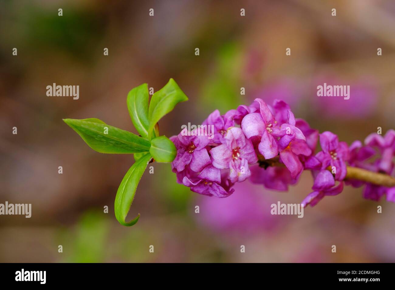 Echte daphne (Daphne mezereum), Blumen und Blätter, Isarauen bei Geretsried, Oberbayern, Bayern, Deutschland Stockfoto