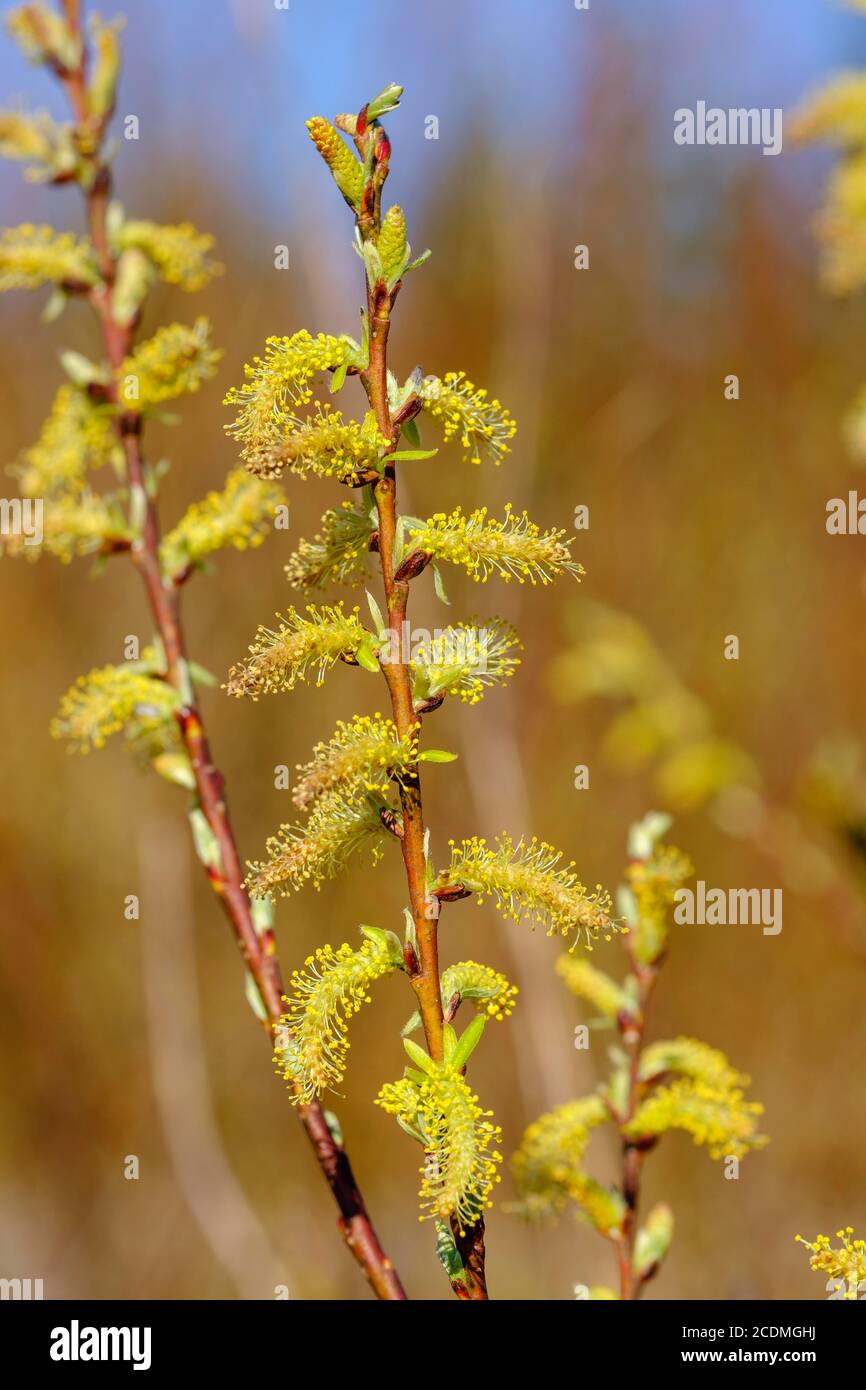 Weidenkatzen der Weiden (Salix alba), Isarauen bei Geretsried, Oberbayern, Bayern, Deutschland Stockfoto