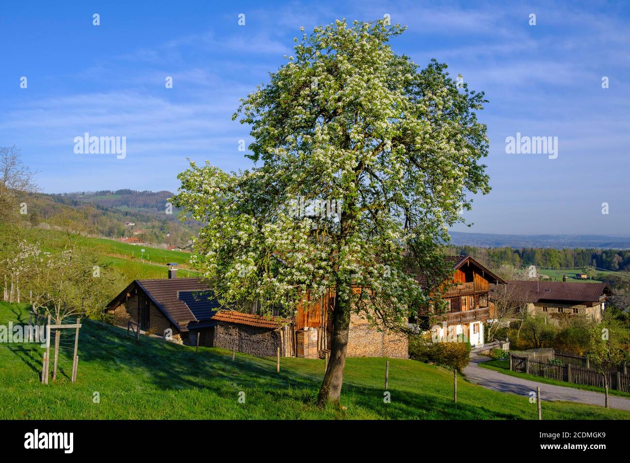 Blühender Birnenbaum vor einem Bauernhaus, Kutterling bei Bad Feilnbach, Oberbayern, Bayern, Deutschland Stockfoto