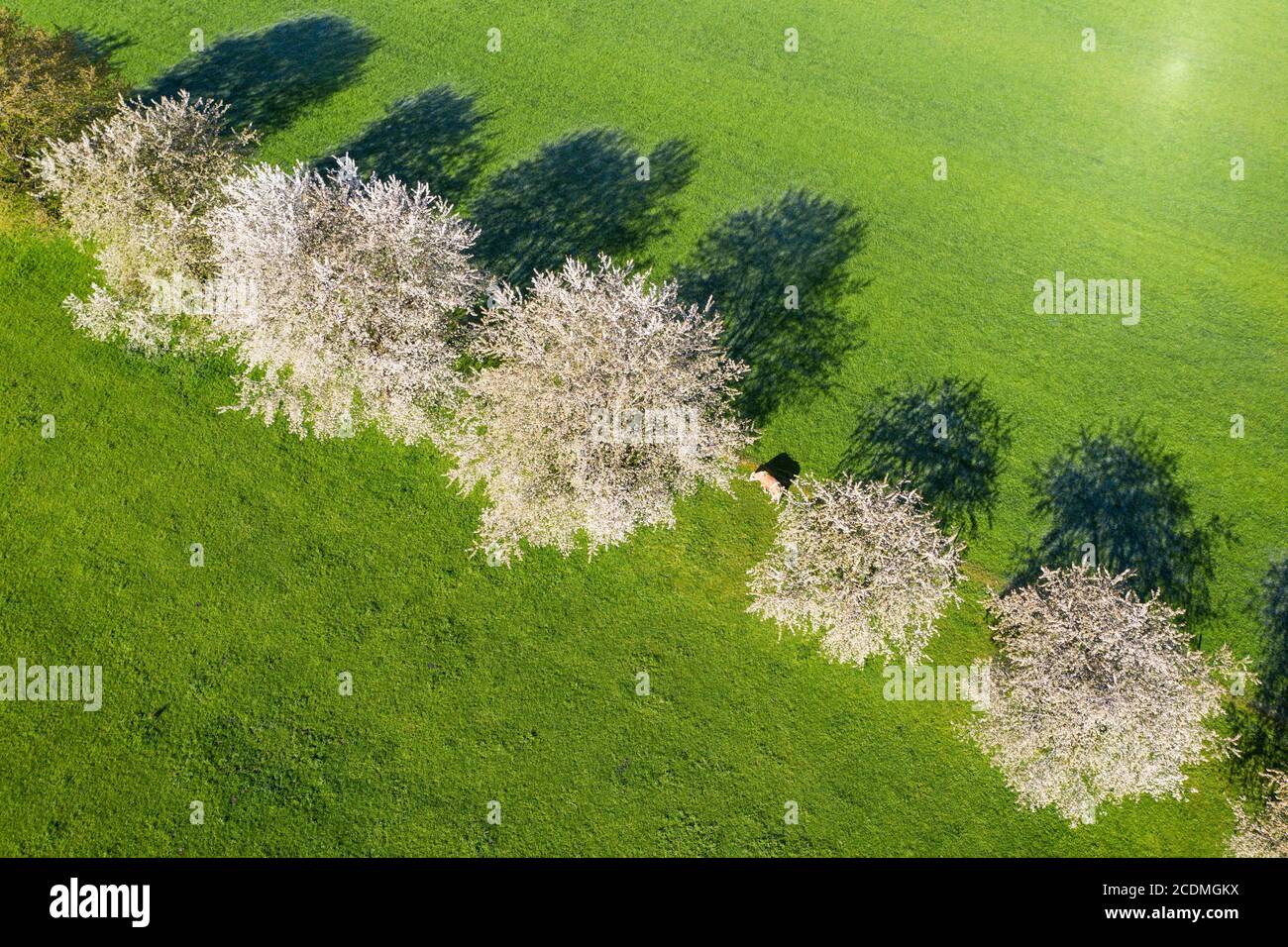 Blühende Kirschbäume und Kuh auf einer Wiese, bei Bad Feilnbach, Drohnenaufnahme, Oberbayern, Bayern, Deutschland Stockfoto