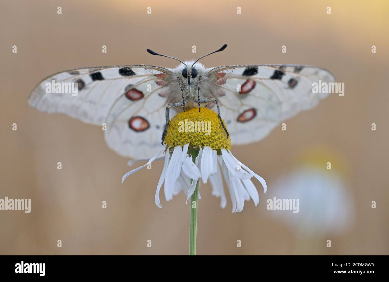 Apollo (parnassius apollo) ist an echte Kamille (Matricaria chamomilla L.), Bayern, Deutschland, gebunden Stockfoto