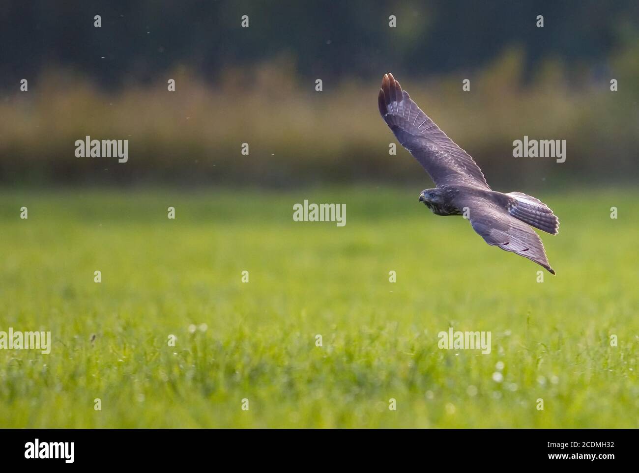 Bussard (Buteo bueto), der über eine Wiese fliegt, Bayern, Deutschland Stockfoto