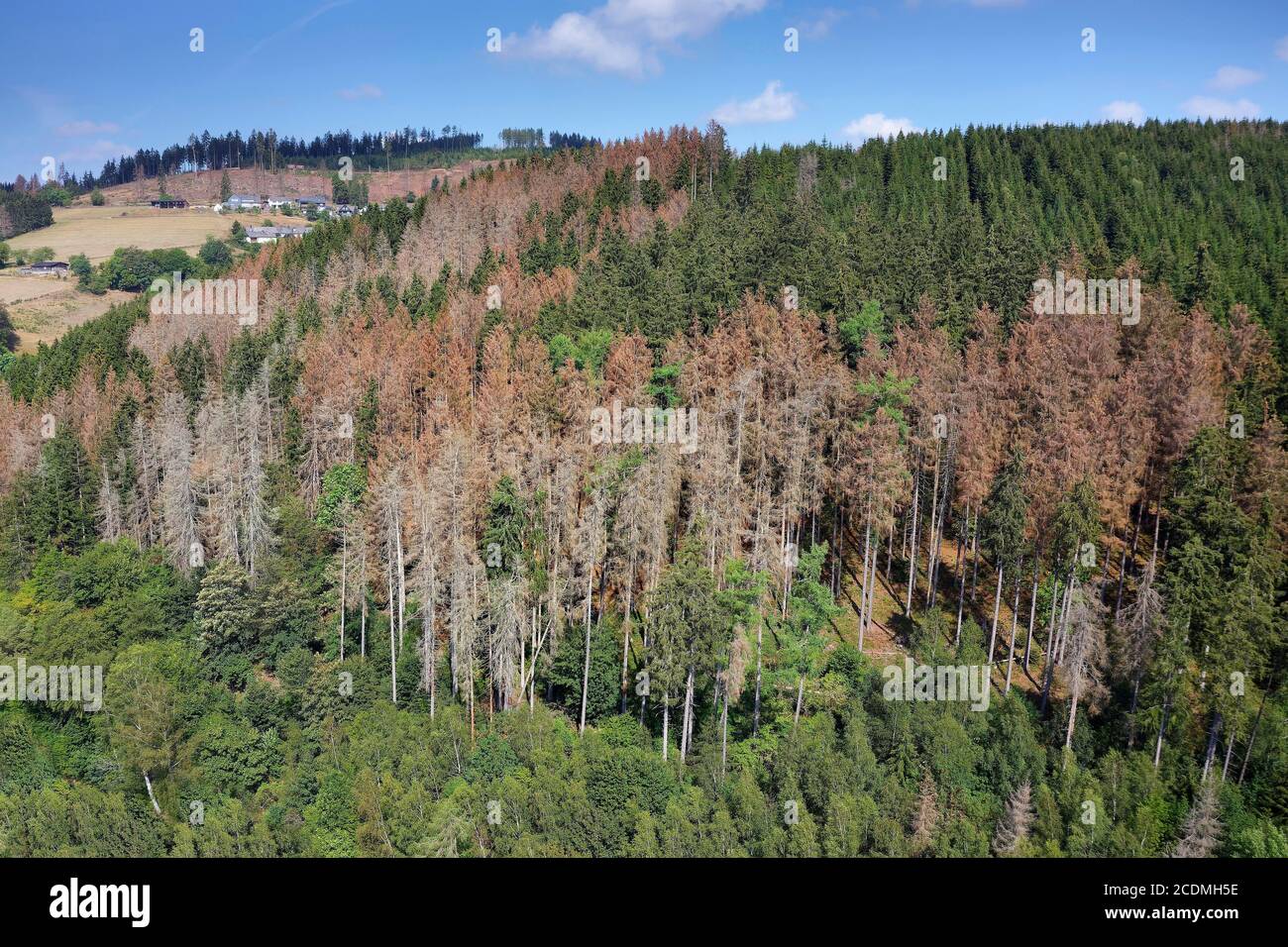 Waldausfälle, Waldschäden, erkrankter Wald durch Klimawandel mit langer Dürre und Befall durch Bark Beetleor Drucker (Scolytinae), Bad Stockfoto