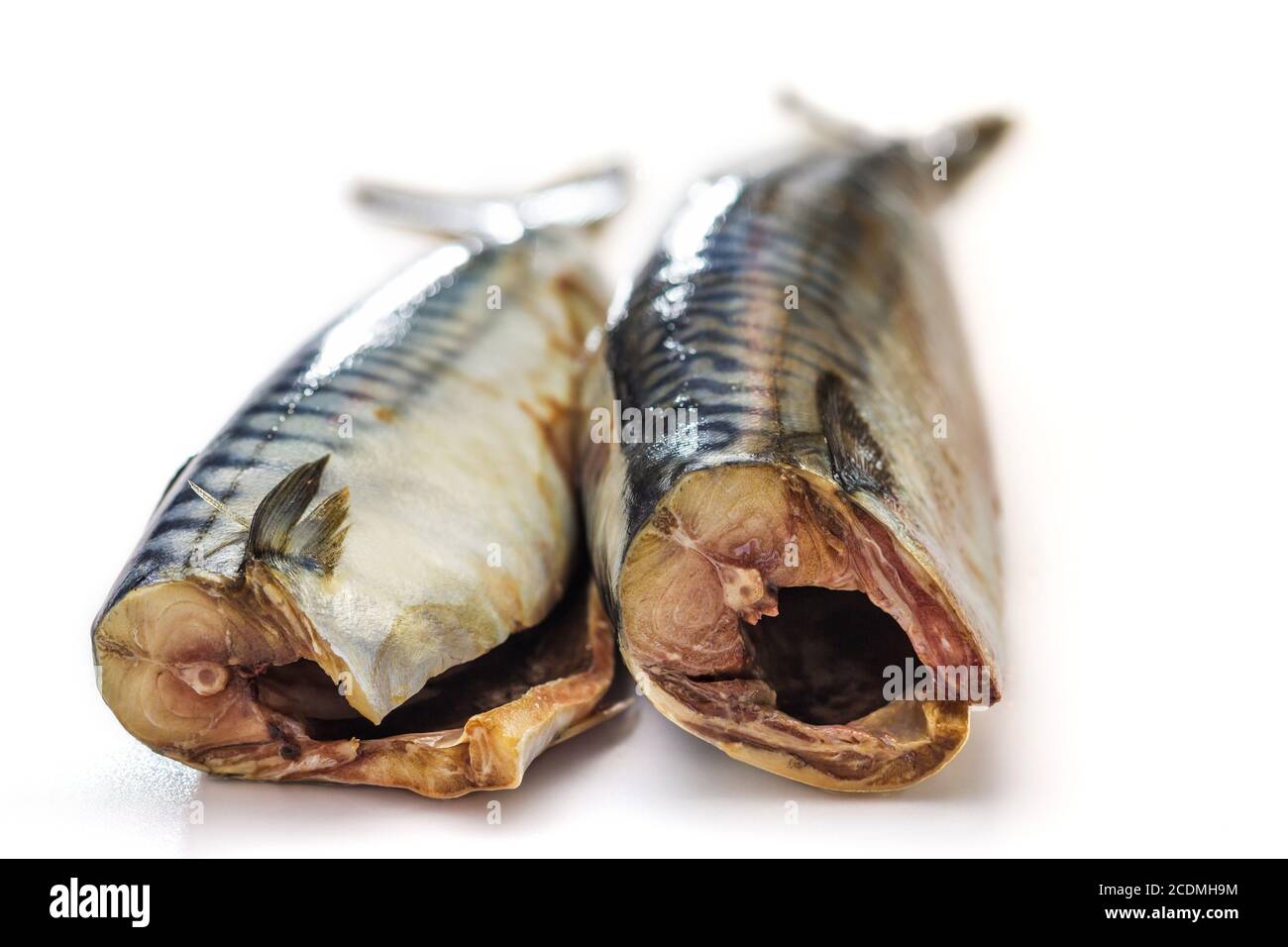 Makrele Fisch (Scomber Scrombrus) auf weißem Hintergrund Stockfoto