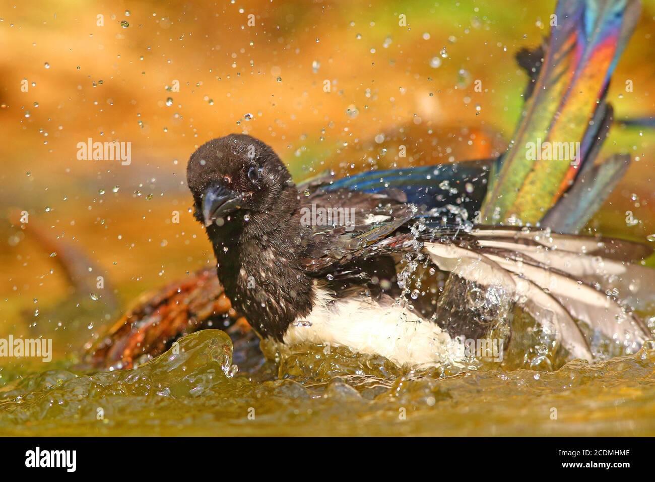 Europäische Elster (Pica pica ), Junge Vogelbäder im Flachwasser, Deutschland Stockfoto