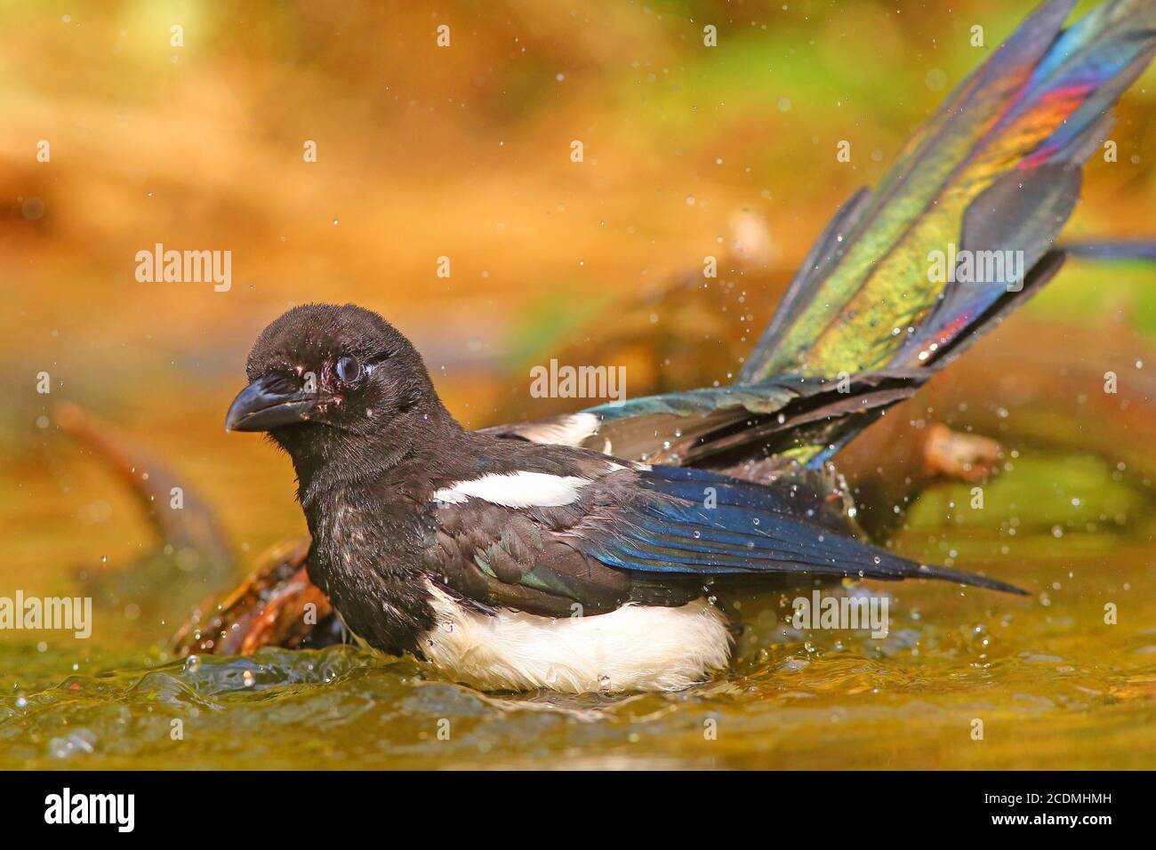 Europäische Elster (Pica pica ), Junge Vogelbäder im Flachwasser, Deutschland Stockfoto