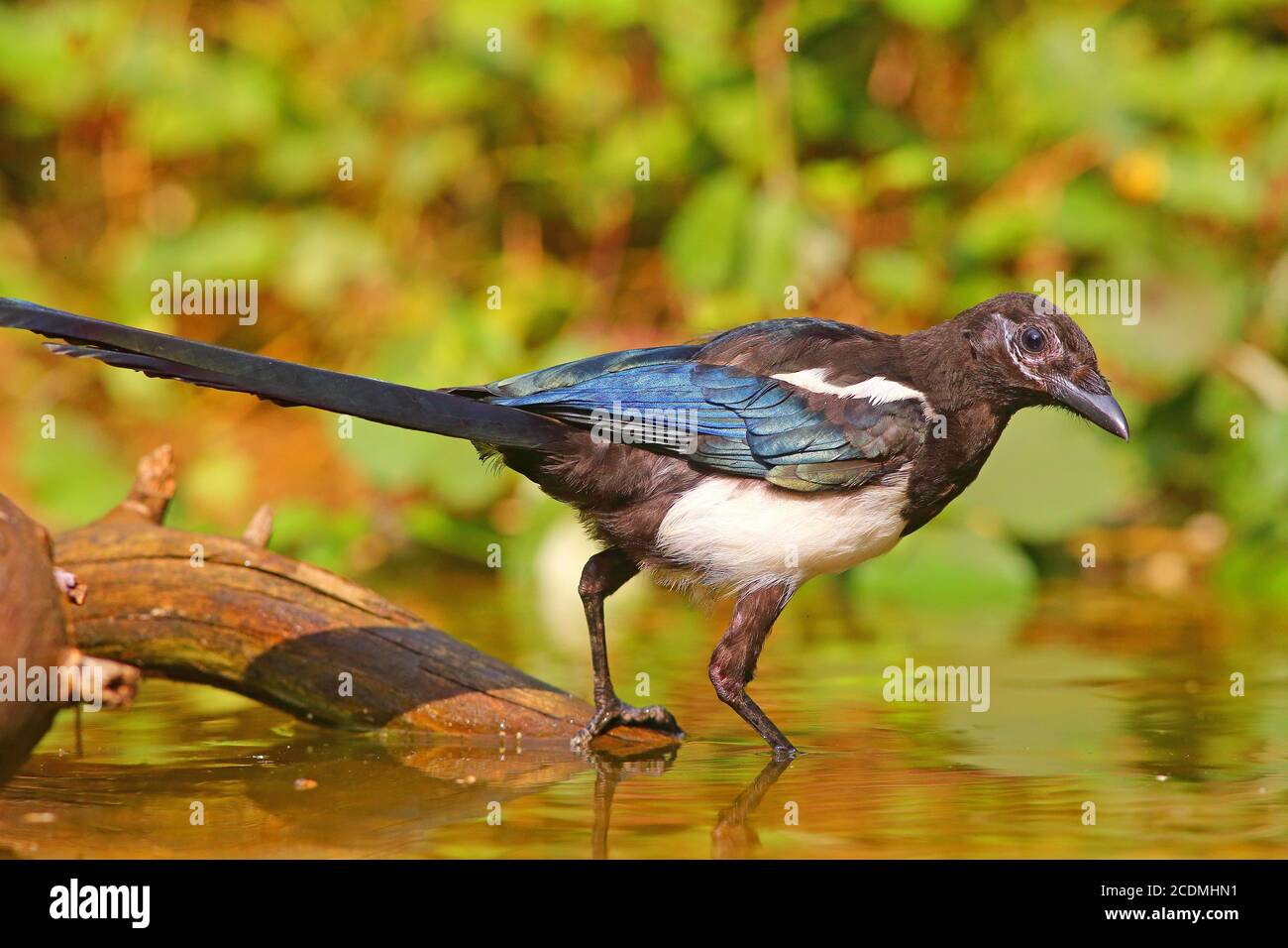 Europäische Elster (Pica pica ), Junge Vogel im Flachwasser, Deutschland Stockfoto