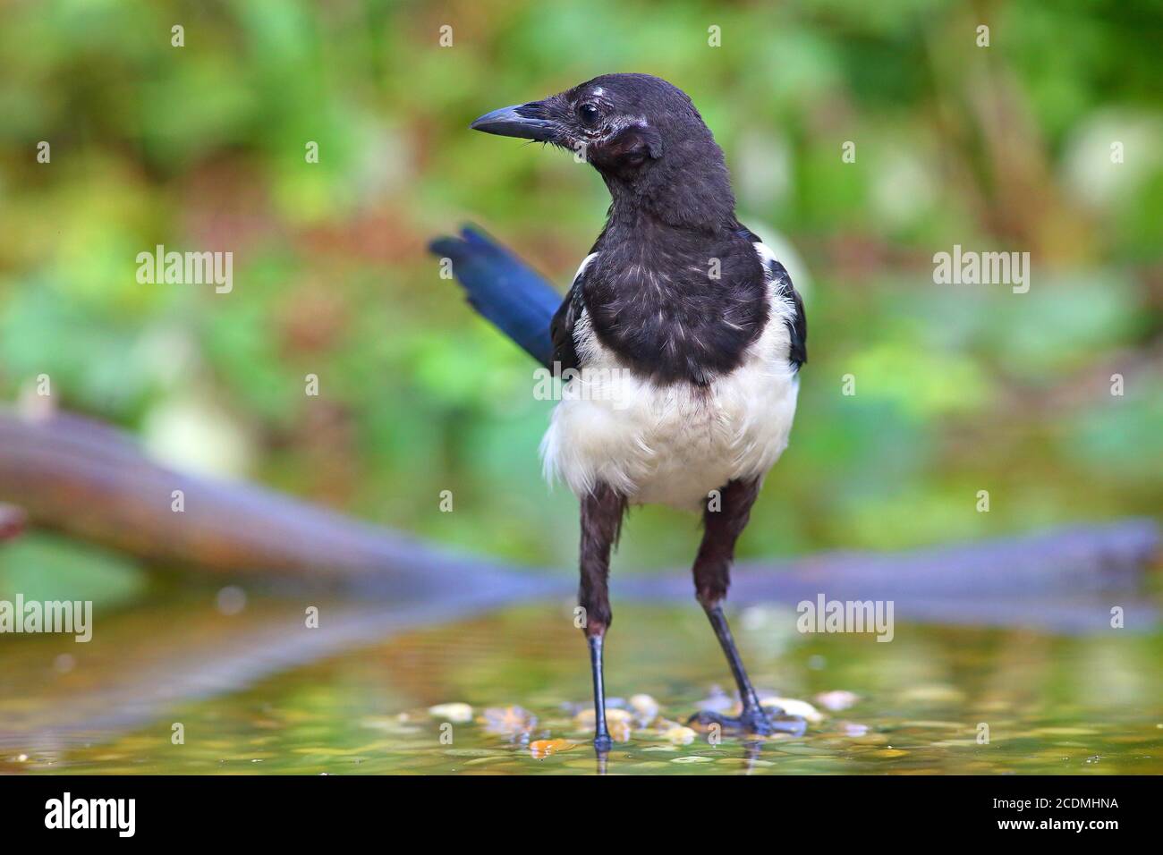 Europäische Elster (Pica pica ), Junge Vogel im Flachwasser, Deutschland Stockfoto