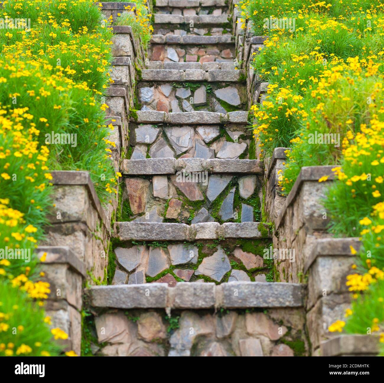 Moosige Steintreppe zwischen gelben Blumen Stockfoto