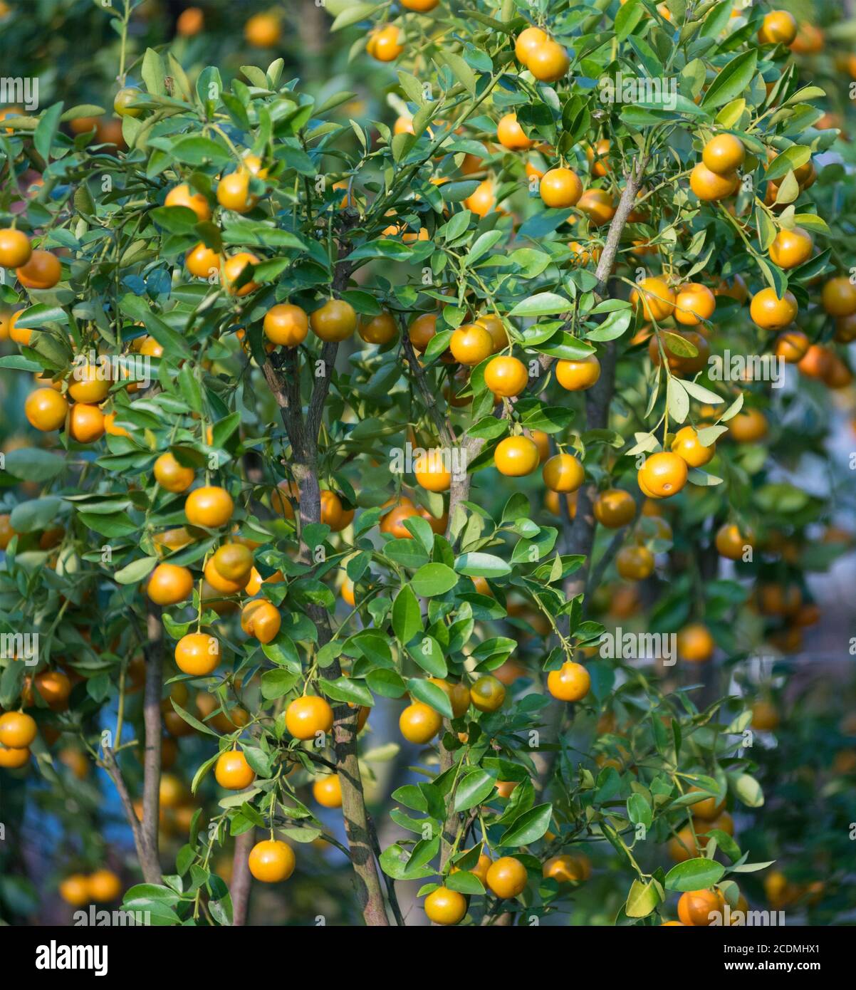 Kumquat Baum - Symbol des Tet (Vietnamesisches Neujahr) Stockfoto