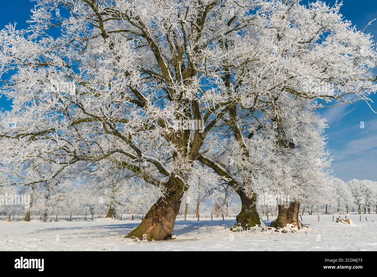 Eichen (Quercus) mit Reifrost im Winter, Elsten, Niedersachsen, Deutschland, Europa Stockfoto