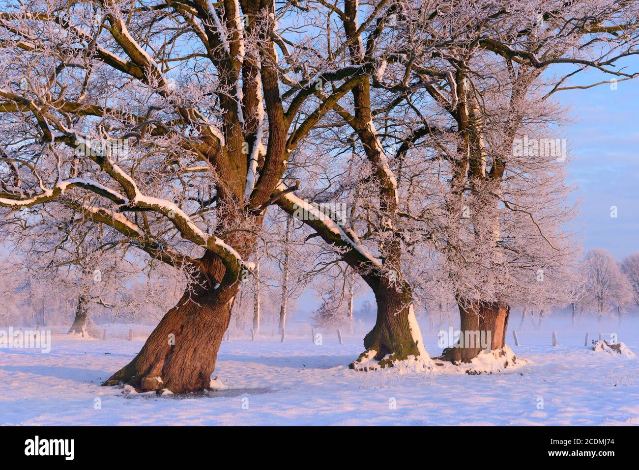 Eichen (Quercus) mit Schnee im Winter bei Sonnenaufgang, Elsten, Niedersachsen, Deutschland Stockfoto