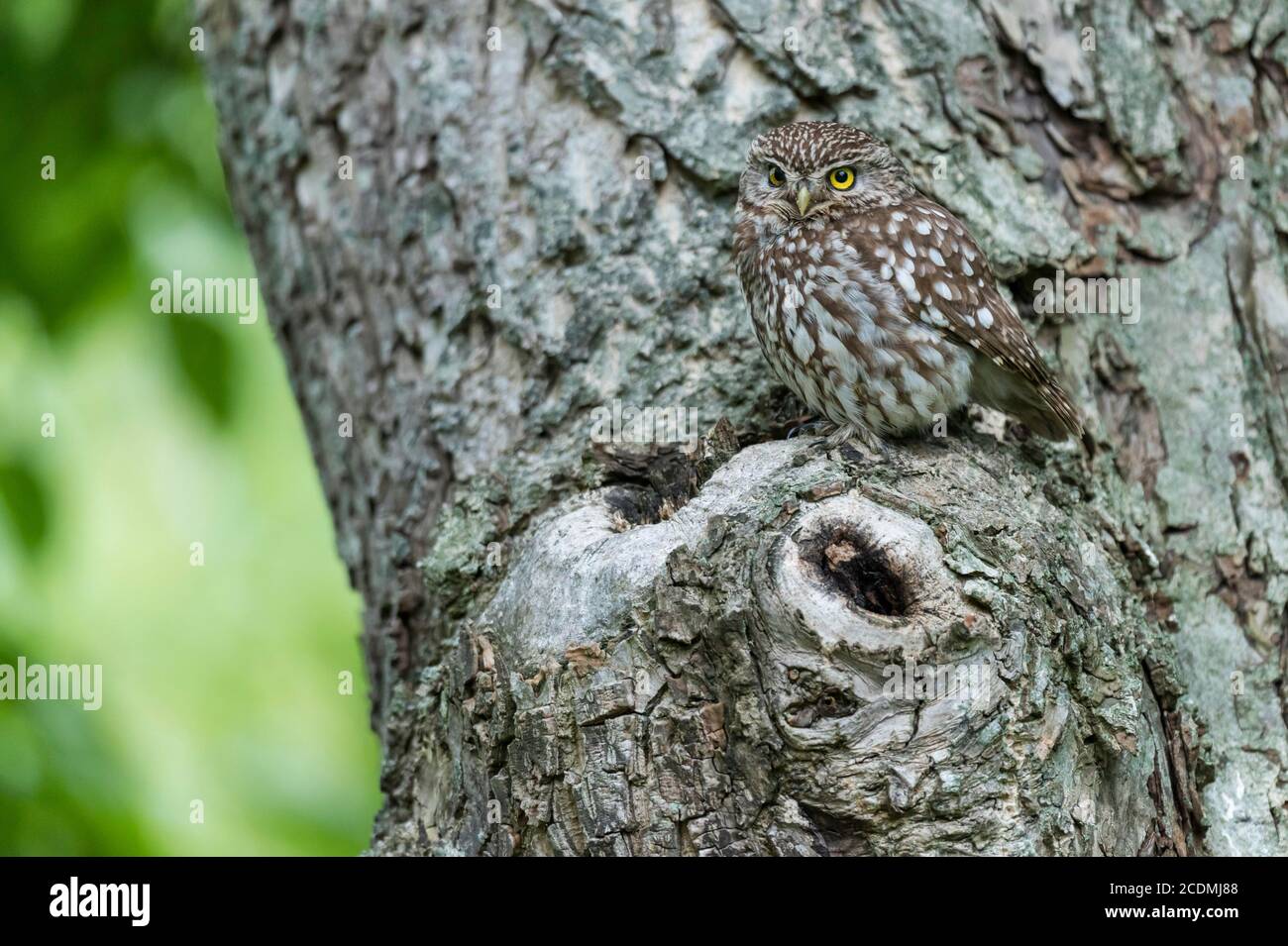 Kleine Eule, Athena noctua Stockfoto