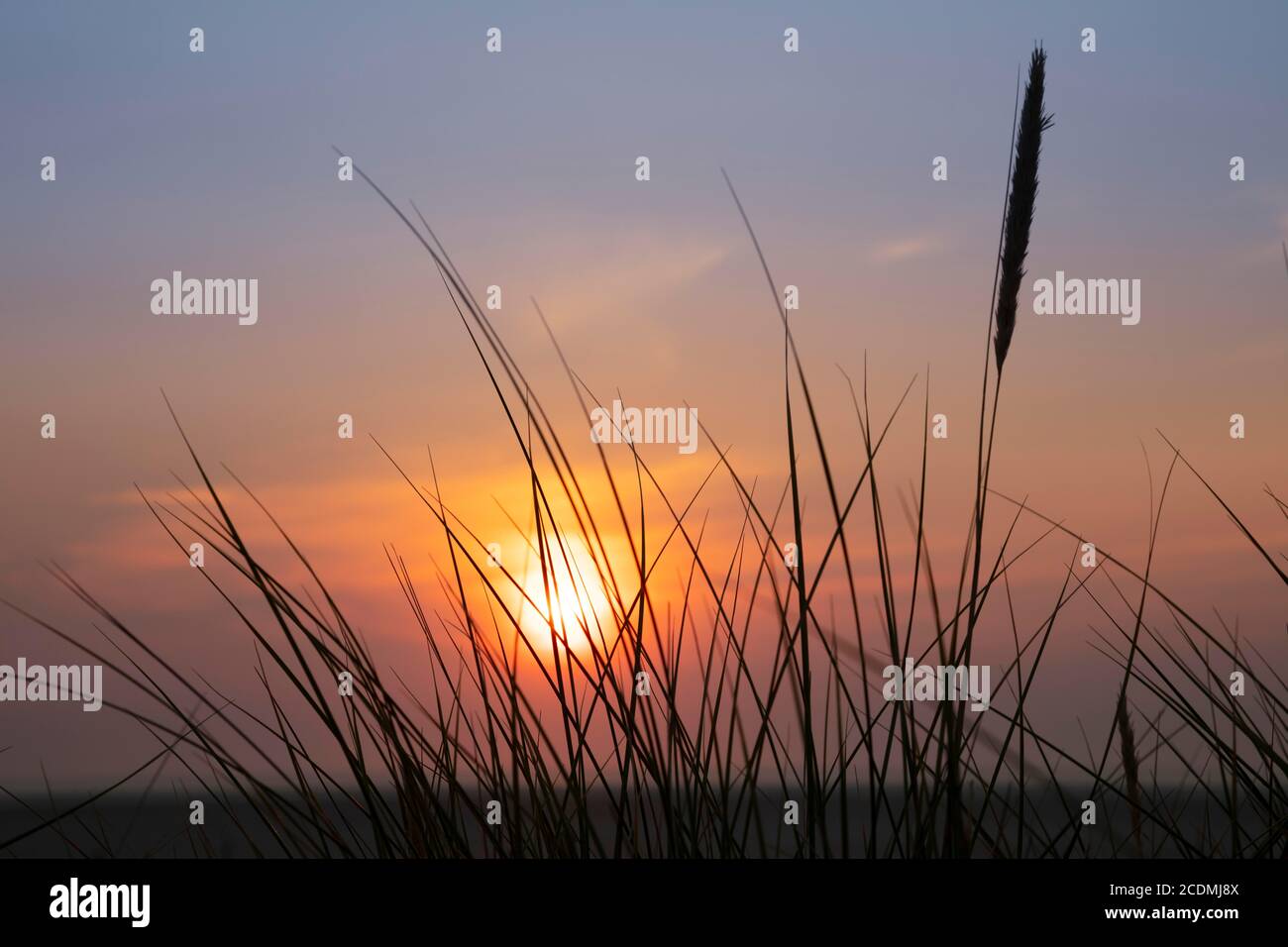 Sonnenuntergang mit Dünengras, Borkum, Ostfriesische Insel, Ostfriesland, Niedersachsen, Deutschland Stockfoto