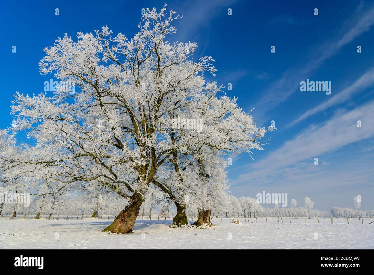Eichen (Quercus) mit Reifrost im Winter, Elsten, Niedersachsen, Deutschland Stockfoto
