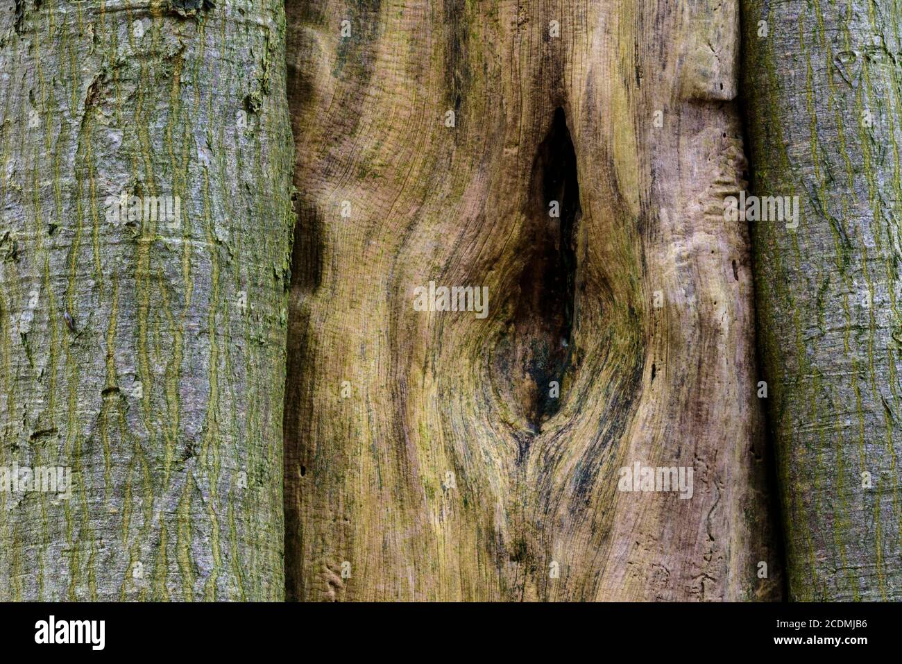 Buche (Fagus sylvatica) mit altem Holz im Dschungel Baumweg, Symbol, Baum, Kraft, Alter, Emstek, Niedersachsen, Deutschland Stockfoto