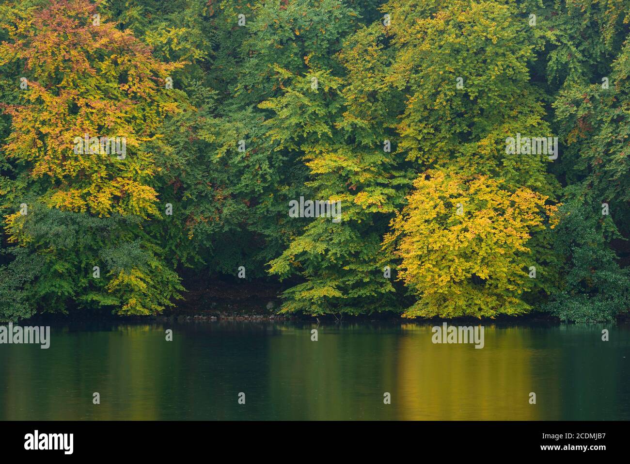 Herbstlich gefärbte Bäume am Seeufer der Schmalen Luzin, Feldberger Seenlandschaft, Mecklenburg-Vorpommern, Deutschland Stockfoto