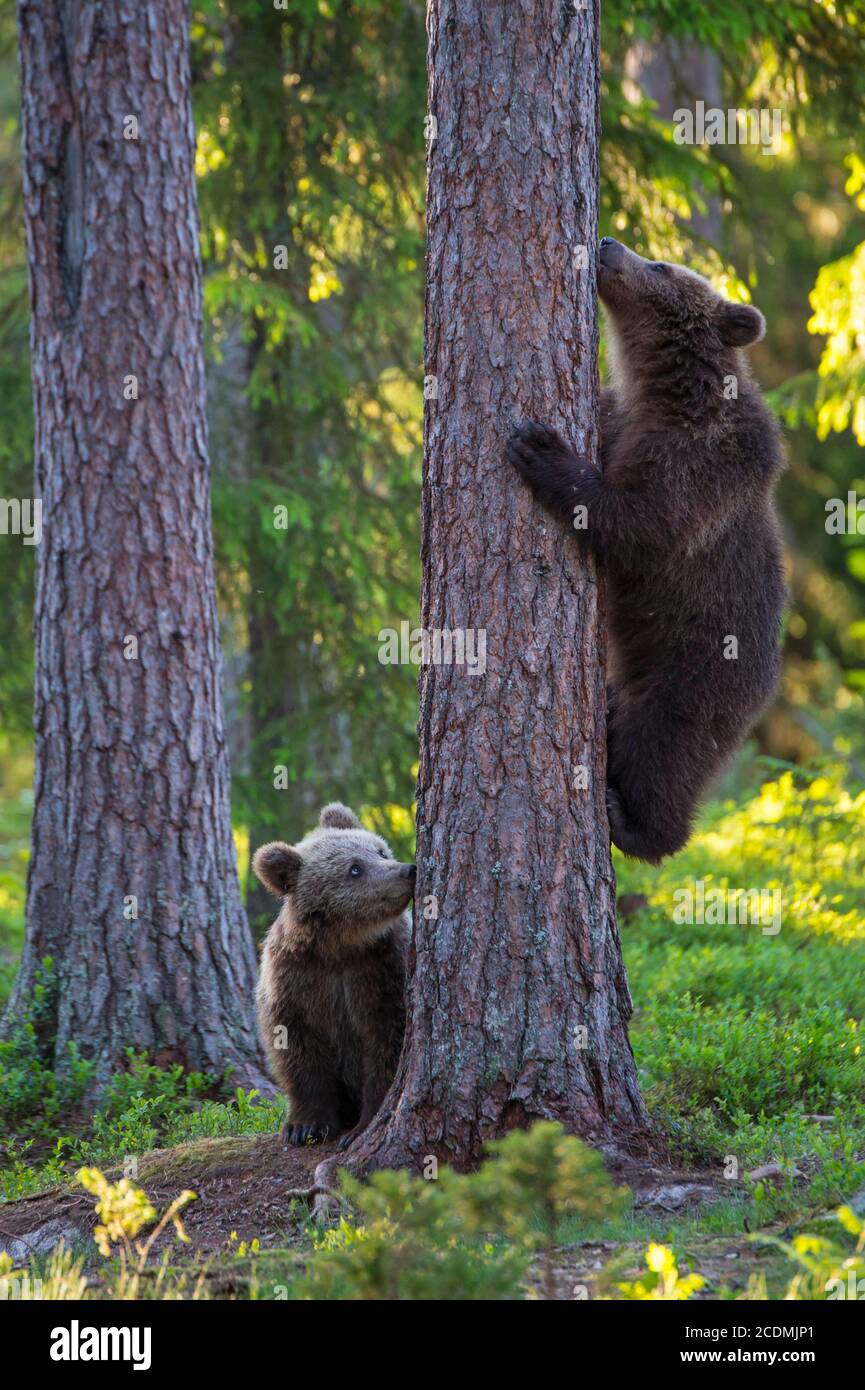 Zwei junge (Ursus arctos) spielen auf einem Baum im borealen Nadelwald, Suomussalmi, Karelien, Finnland Stockfoto