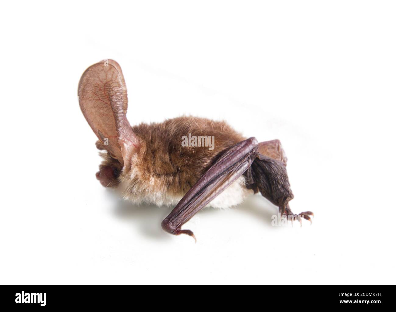 langohrige Fledermaus isoliert auf weiss Stockfoto