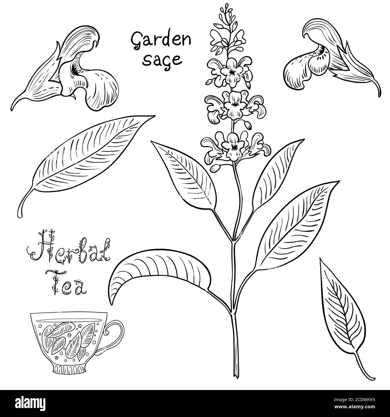 Handgezeichnetes Set von Salbei Pflanzen und Blumen. Stock Vektor