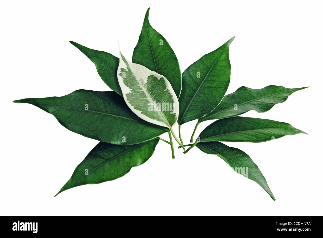 Ficus benjamina grüne Blätter mit einem gefleckten Blatt auf der Oberseite, isoliert auf weiß Stockfoto