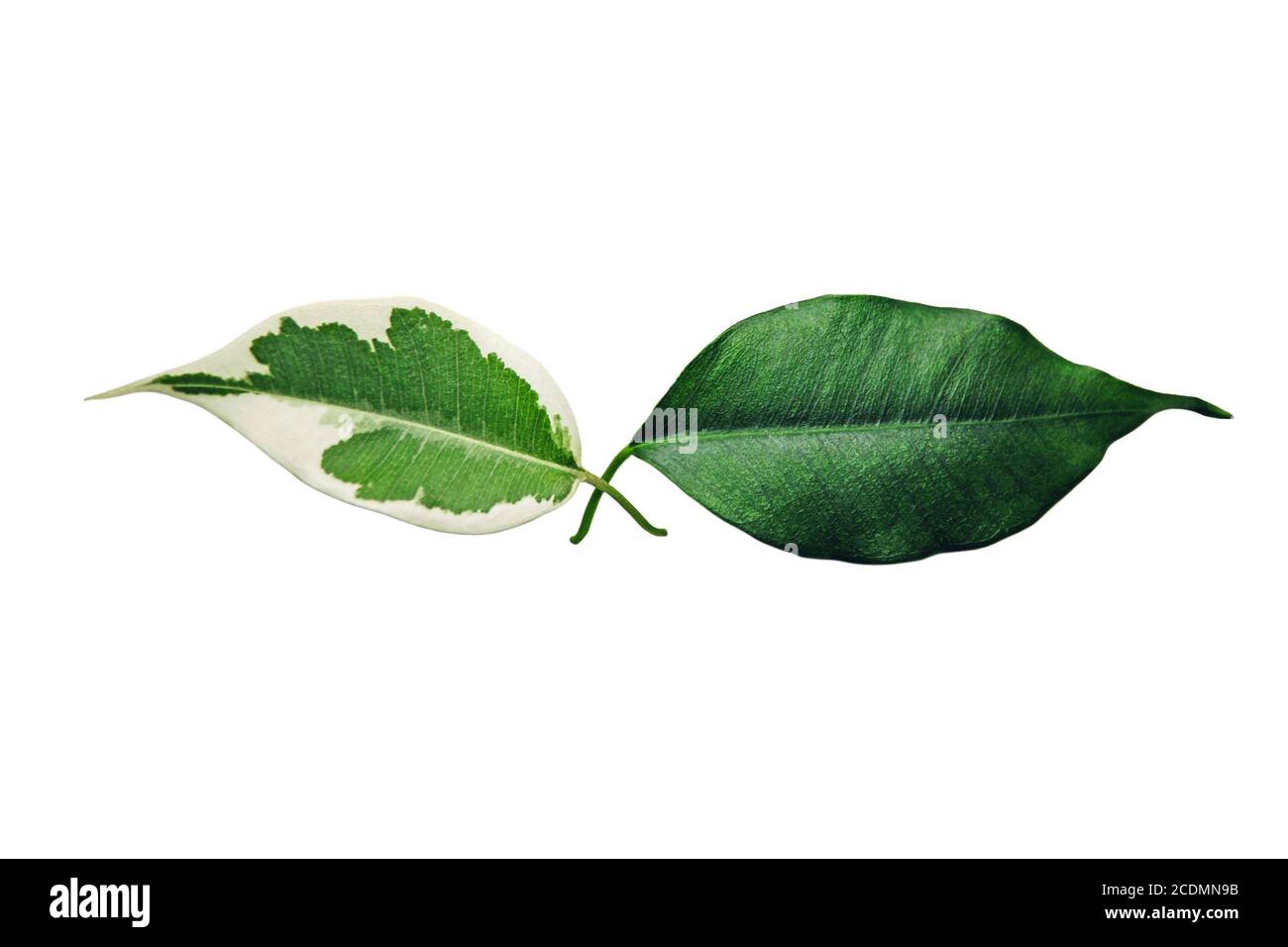 Zwei grüne Benjamin Baum Blätter isoliert auf weißem, Haut Pigmentierung Symbol Stockfoto