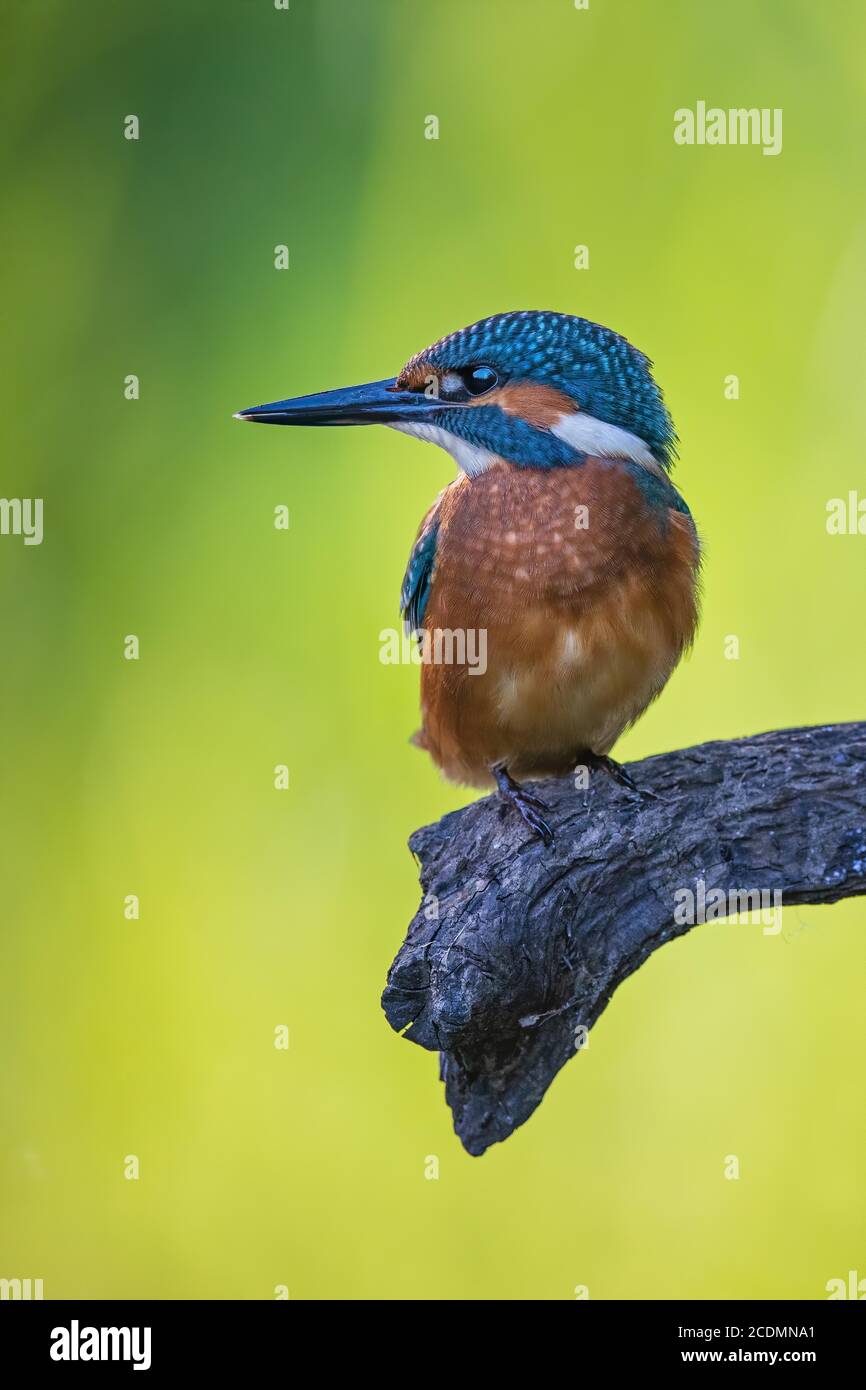 Eisvogel (Alcedo atthis ) Jungvogel, Männchen, Biosphärenreservat Mittelelbe, Sachsen-Anhalt, Deutschland Stockfoto