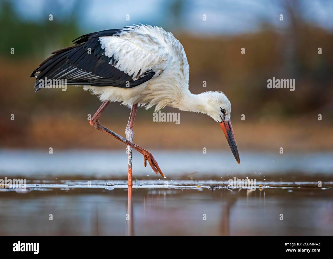 Weißstorch (Ciconia ciconia) auf der Suche nach Nahrung, Sachsen-Anhalt, Deutschland Stockfoto