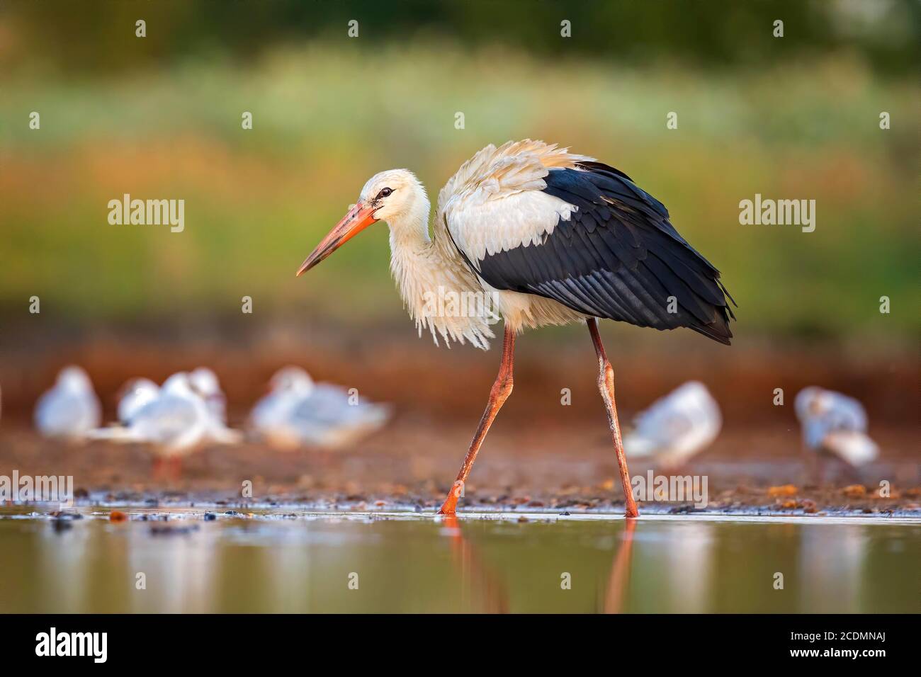 Weißstorch (Ciconia ciconia) auf der Suche nach Nahrung, Sachsen-Anhalt, Deutschland Stockfoto