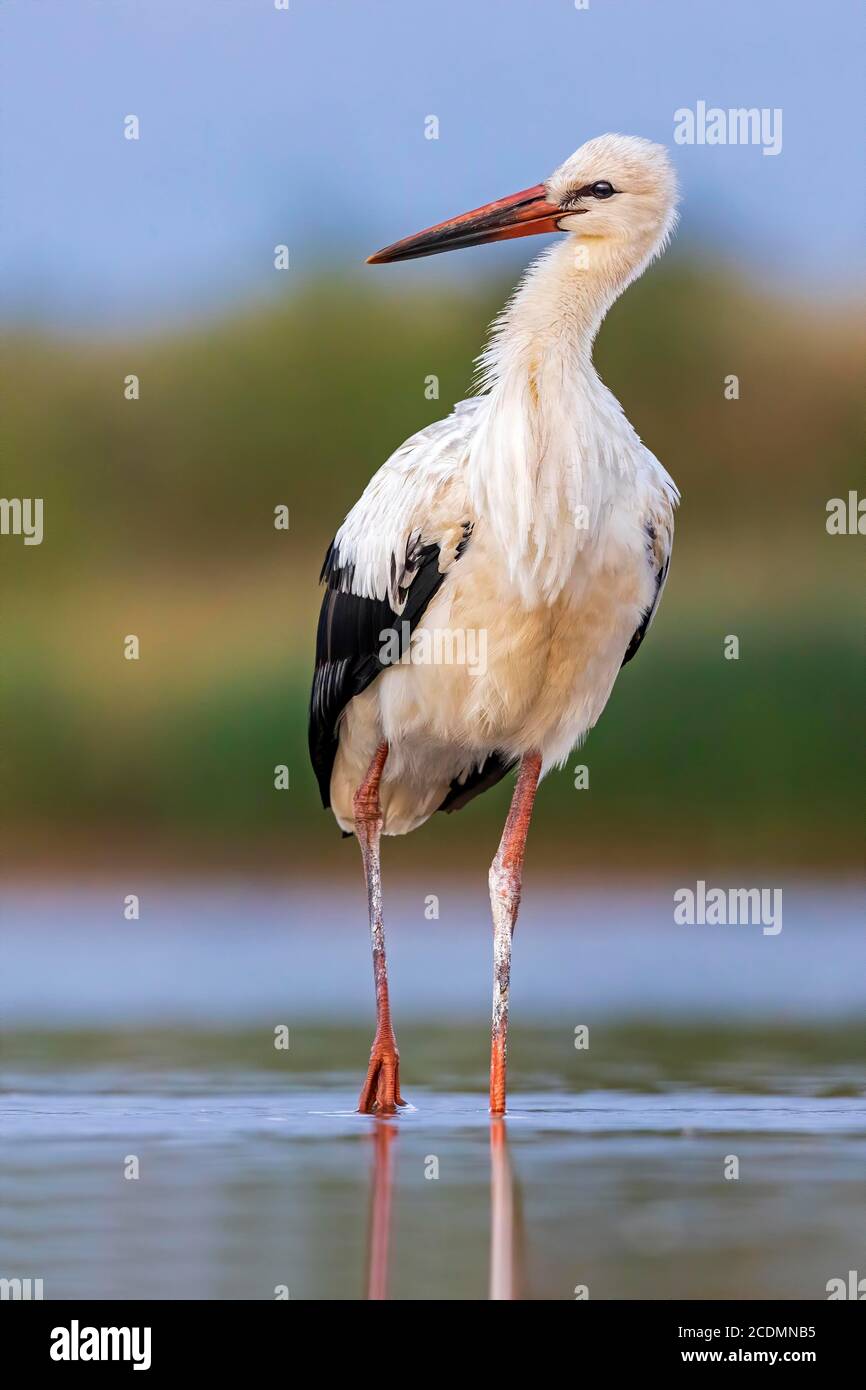 Weißstorch (Ciconia ciconia) auf der Suche nach Nahrung, Sachsen-Anhalt, Deutschland, Europa Stockfoto