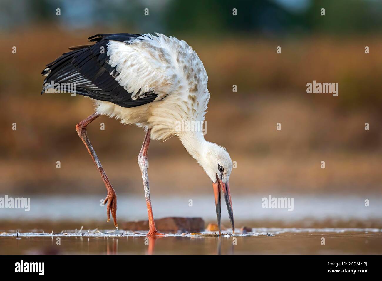 Weißstorch (Ciconia ciconia) auf der Suche nach Nahrung, Sachsen-Anhalt, Deutschland Stockfoto