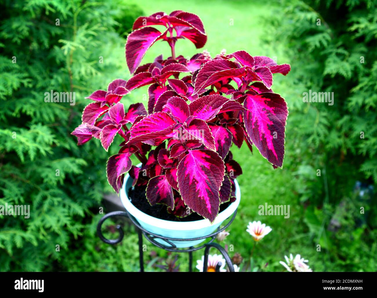 Blume auf dem Hintergrund der Natur Stockfoto