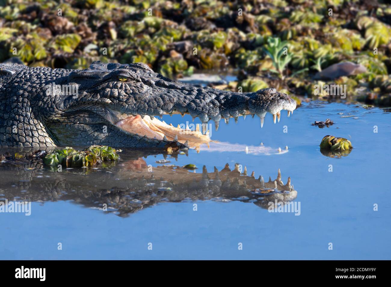 Salzwasser Krokodil (Crocodylus porosus) Sonnen sich mit offenem Mund, Yellow Water Billabong, Kakadu National Park, Northern Territory, NT, Austral Stockfoto