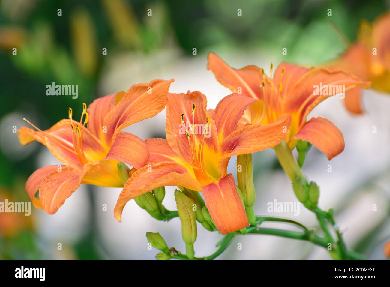 Schöne orange Lilien im Garten Stockfoto