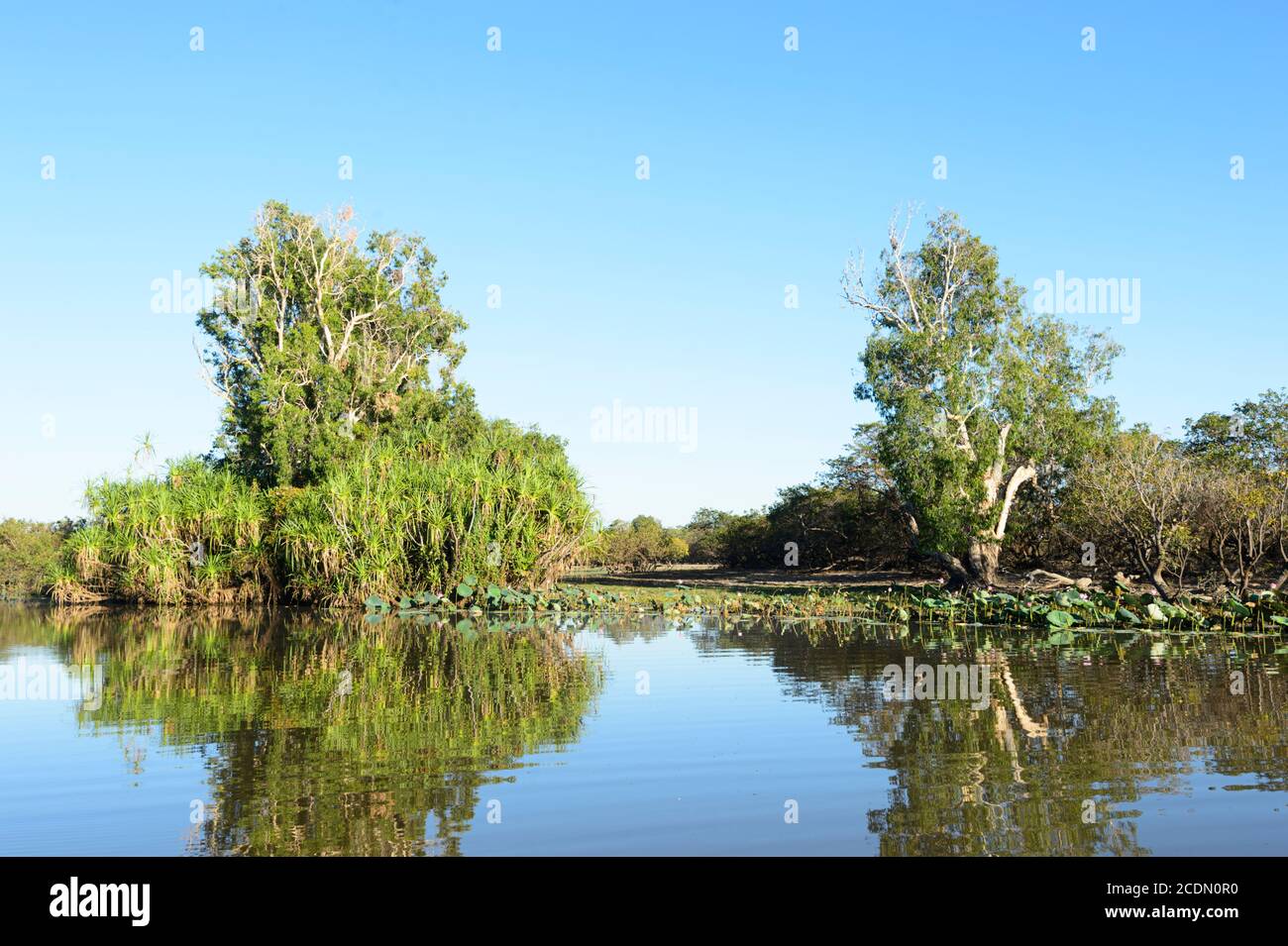 Ruhige Szene in Yellow Water Billabong, Kakadu National Park, Northern Territory, NT, Australien Stockfoto