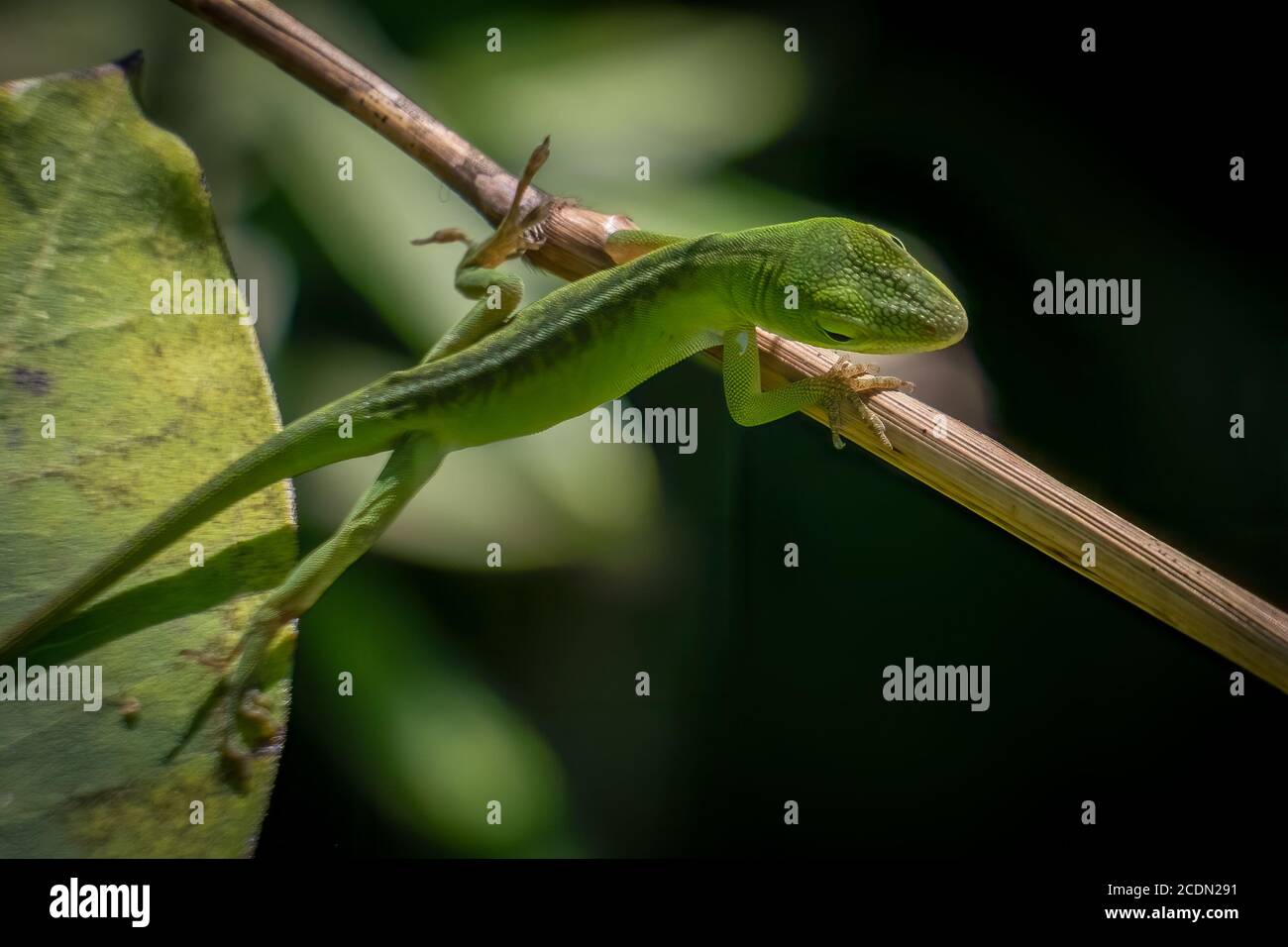 Eine juvenile carolina Anole oder grüne Anole klettert von einem Blatt zu einem Twid. Raleigh, North Carolina. Stockfoto