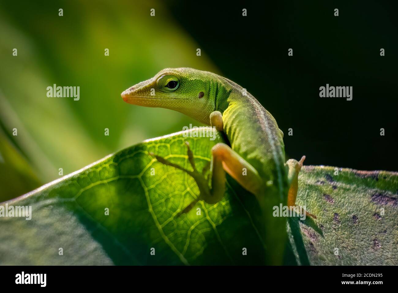 Eine juvenile Carolina Anole oder grüne Anole schaut zurück, um zu posieren. Raleigh, North Carolina. Stockfoto