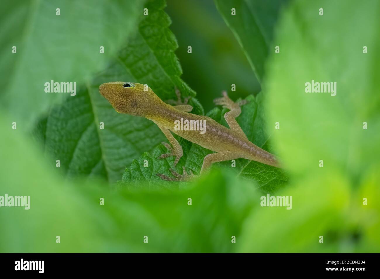Draufsicht auf eine juvenile Carolina Anole oder grüne Anole Raleigh, North Carolina. Stockfoto