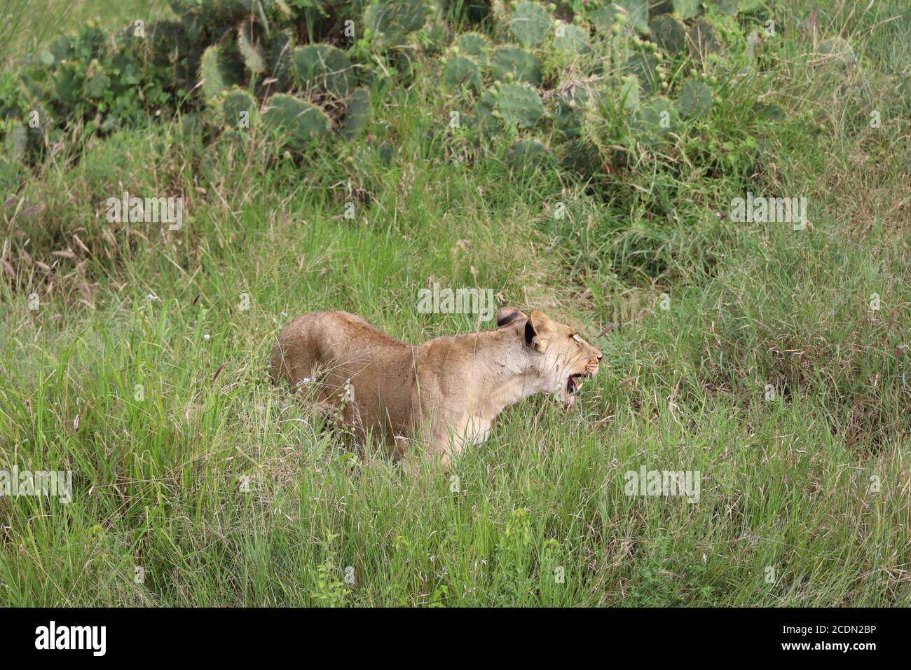 Löwin auf der Jagd, die Beute im Grasland während der Safari im Masai Mara National Reserve in Ostafrika stalkt Stockfoto