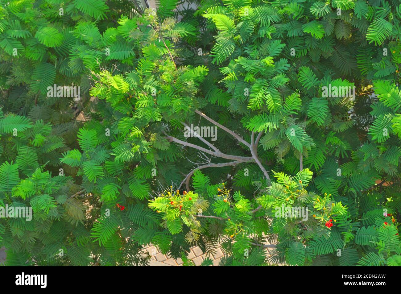 Nahaufnahme eines Baumes mit Ästen, Blättern und Blumen. Vollformat grün Baum Tapete. Stockfoto